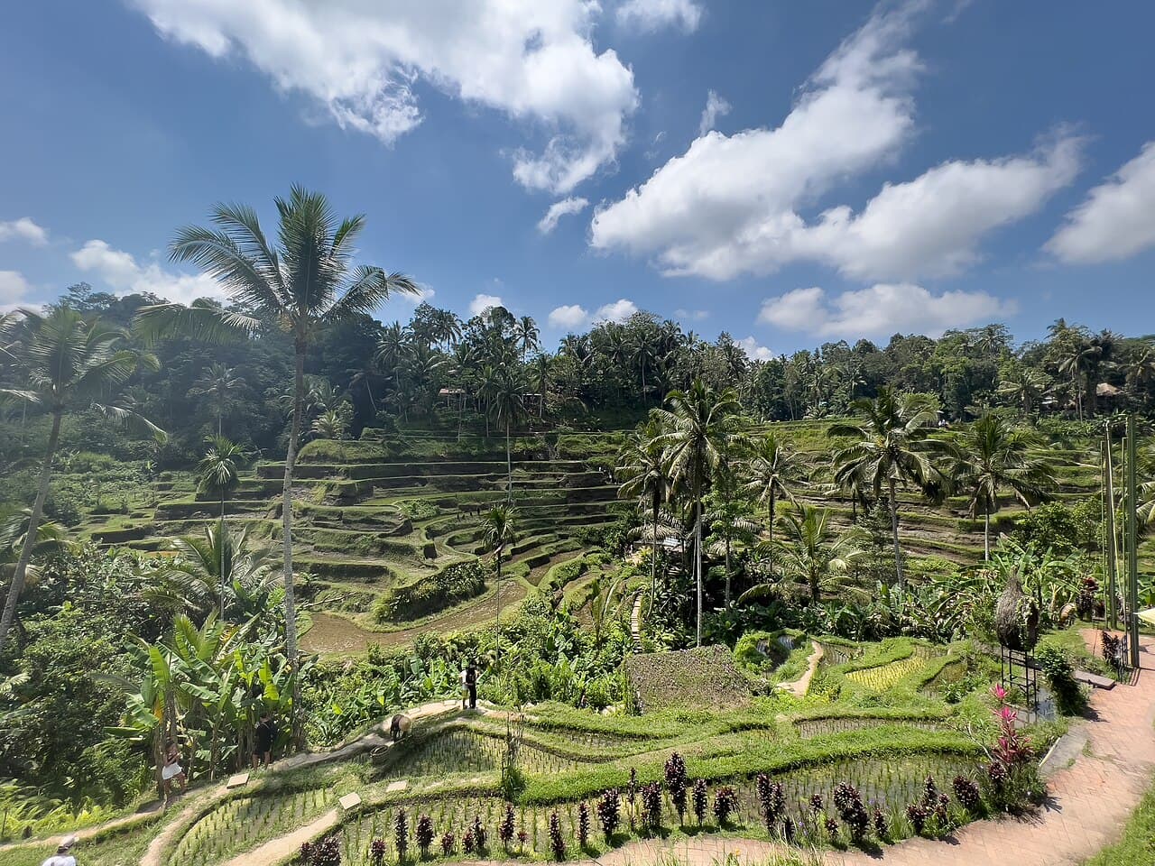 Hamparan sawah berundak hijau di Tegallalang Ubud